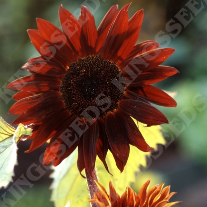 Picture of Helianthus (Sunflower) - Claret F1